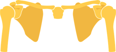 YCIND_220810_4263_shoulder bone.png