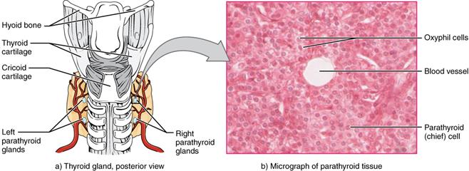 1814_The_Parathyroid_Glands.jpg