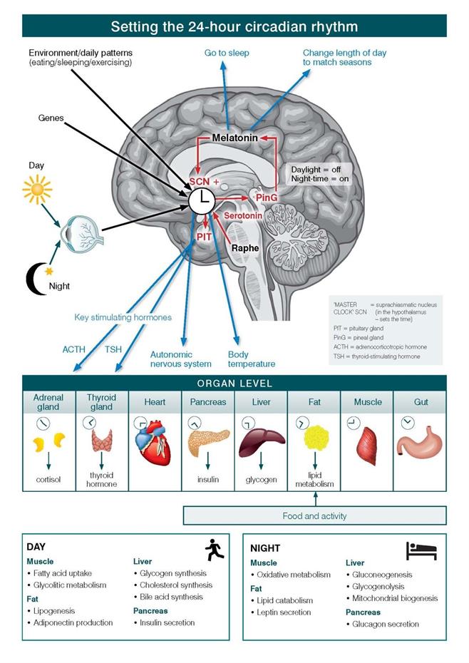 The_master_circadian_clock_in_the_human_brain.jpg