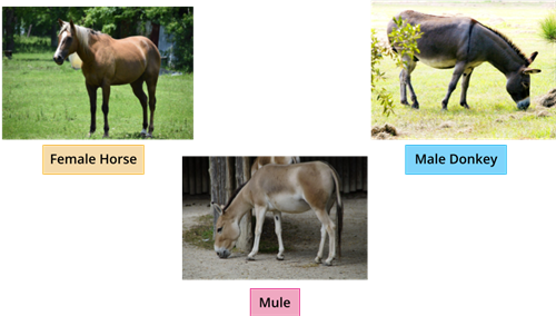 Designing - Bio Divya (11).png