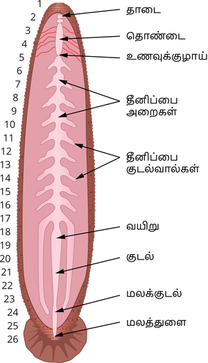 YCIND20220901_4408_Structural organisation of animals_02.png