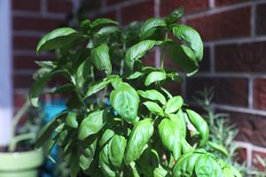 herb1.jpg