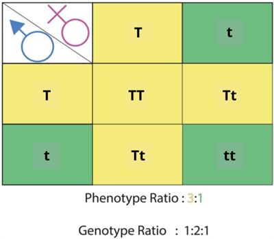 Editorial Designing - Biology Divya (18).png
