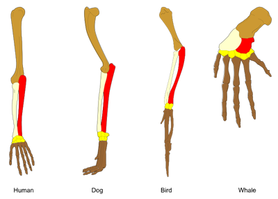800px-Homology_vertebrates-en.svg.png