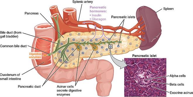 800px-1820_The_Pancreas.jpg