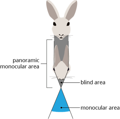 YCIND_220708_4016_rabbit_vision.png