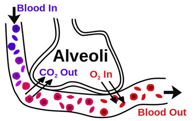 800px-Alveoli.svg.png